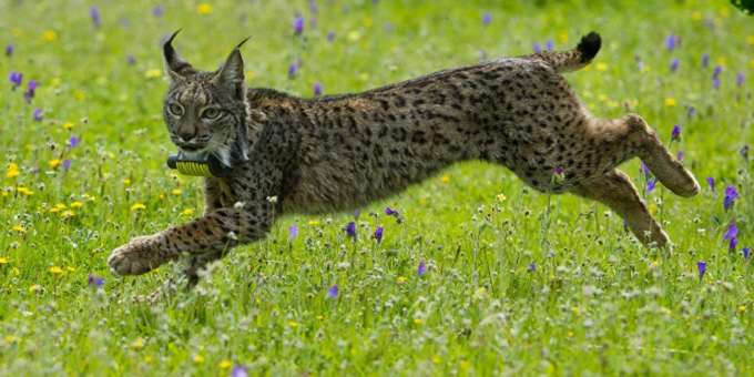 Alertan sobre peligros de extinción de casi 30 mil especies Alertan sobre peligros de extinción de casi 30 mil especies