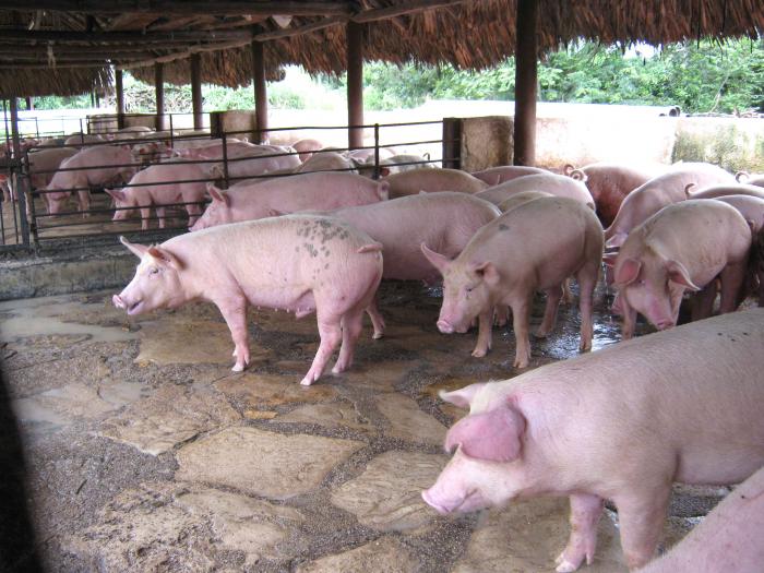 La ciencia aporta tecnología para sustituir importaciones en la alimentación porcin La ciencia aporta tecnología para sustituir importaciones en la alimentación porcin