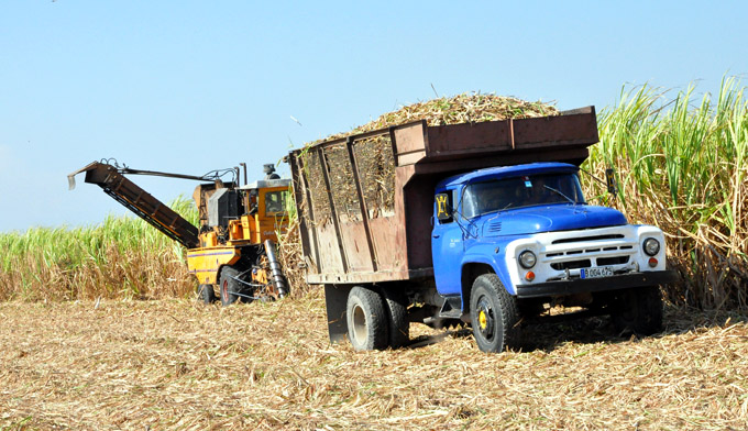 La contingencia no tomó por sorpresa a agropecuarios de Azcuba La contingencia no tomó por sorpresa a agropecuarios de Azcuba