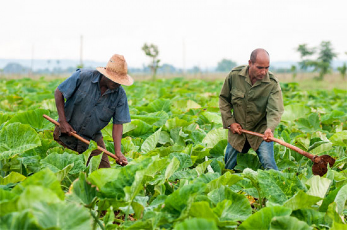 Microorganismos eficientes incrementan rendimiento agrícola en Cuba Microorganismos eficientes incrementan rendimiento agrícola en Cuba