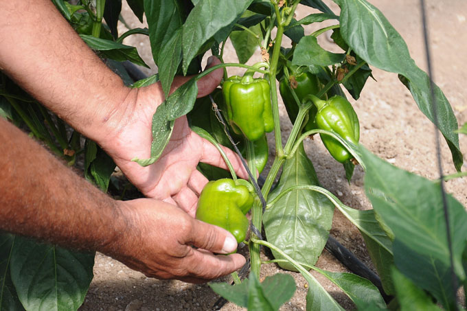 Agricultores con mirada 20-20 en producción de alimentos Agricultores con mirada 20-20 en producción de alimentos