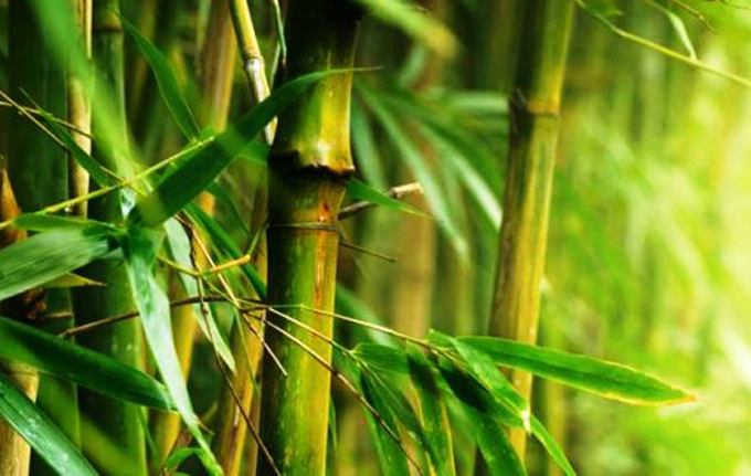 El bambú, alternativa productiva en sector agrícola de Cuba El bambú, alternativa productiva en sector agrícola de Cuba