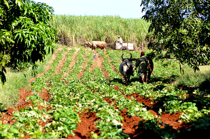 Destaca Empresa azucarera en el autoabastecimiento alimentario Destaca Empresa azucarera en el autoabastecimiento alimentario