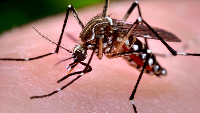 Prueba piloto para el control biológico del mosquito Aedes aegypti Prueba piloto para el control biológico del mosquito Aedes aegypti