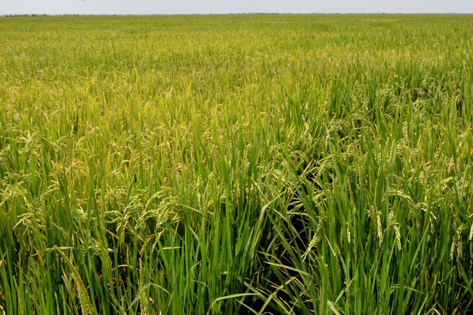 Proyecta crecer la agricultura en Granma Proyecta crecer la agricultura en Granma