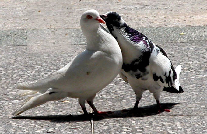Confío en el amor Confío en el amor