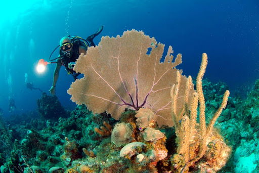 Arrecifes de coral pueden perder hábitats adecuados para 2100 Arrecifes de coral pueden perder hábitats adecuados para 2100