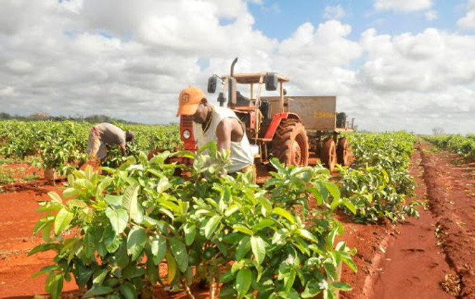 Analizan en presencia de Díaz-Canel labor de la Agricultura en Cuba Analizan en presencia de Díaz-Canel labor de la Agricultura en Cuba