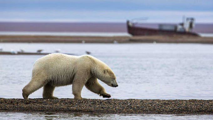 Científicos reiteran alerta sobre peligros del deshielo polar Científicos reiteran alerta sobre peligros del deshielo polar