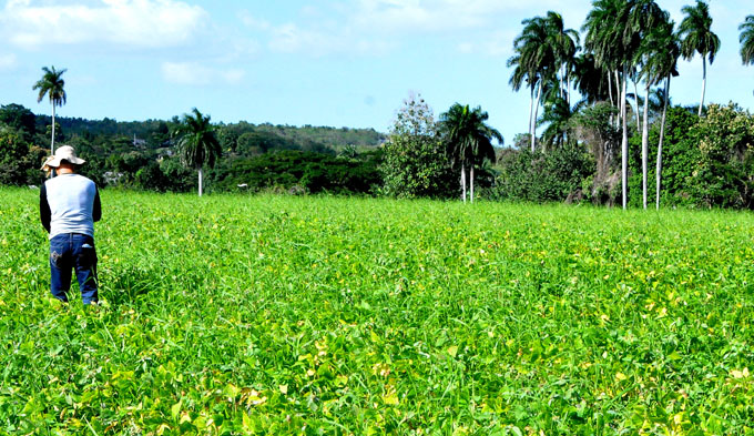 Guisa se encamina hacia el autoabastecimiento alimentario Guisa se encamina hacia el autoabastecimiento alimentario