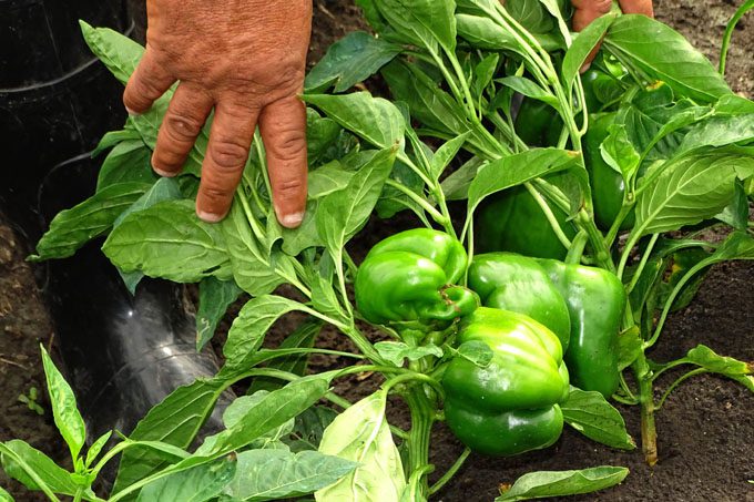Adoptan medidas en la Agricultura para garantizar alimentos Adoptan medidas en la Agricultura para garantizar alimentos