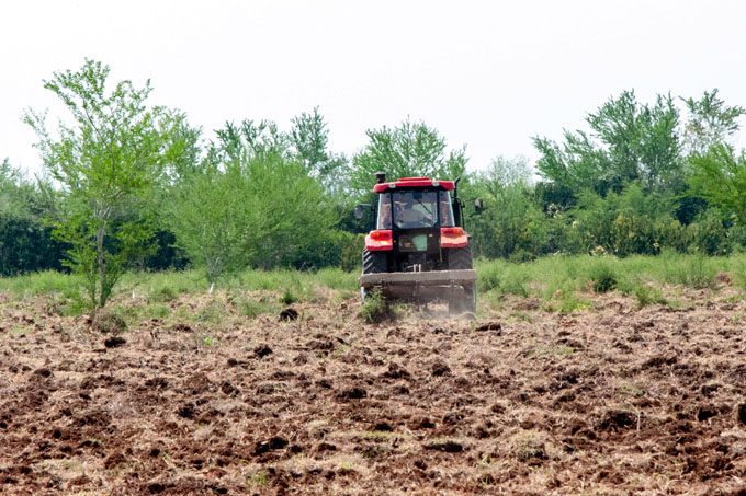 Agricultores incrementarán siembras en primavera Agricultores incrementarán siembras en primavera