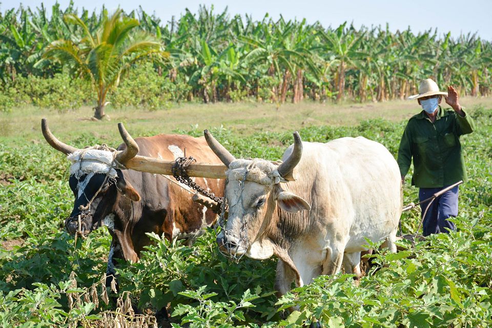 La Agricultura no se detiene (+ fotos) La Agricultura no se detiene (+ fotos)