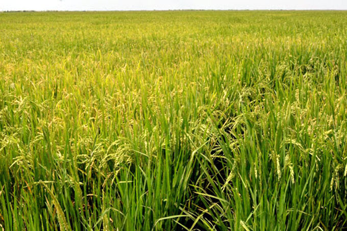 La provincia mayor productora de arroz en Cuba ante un nuevo reto La provincia mayor productora de arroz en Cuba ante un nuevo reto
