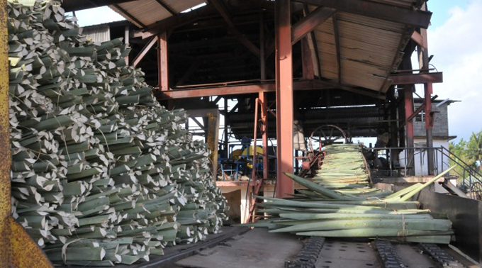 Retomarán en Cuba producción de detergente líquido de henequén Retomarán en Cuba producción de detergente líquido de henequén