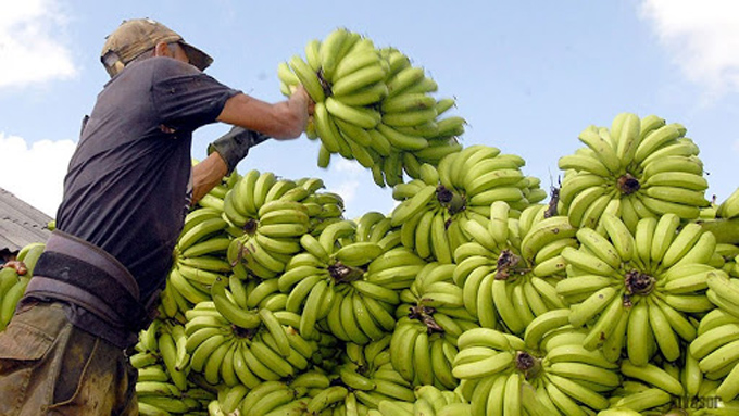 Implementan estrategias ante escasez de productos agrícolas Implementan estrategias ante escasez de productos agrícolas