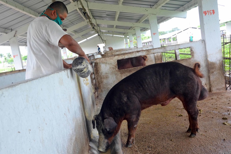 Porcicultores de Granma reciben tierras para producir alimentos (+fotos) Porcicultores de Granma reciben tierras para producir alimentos (+fotos)