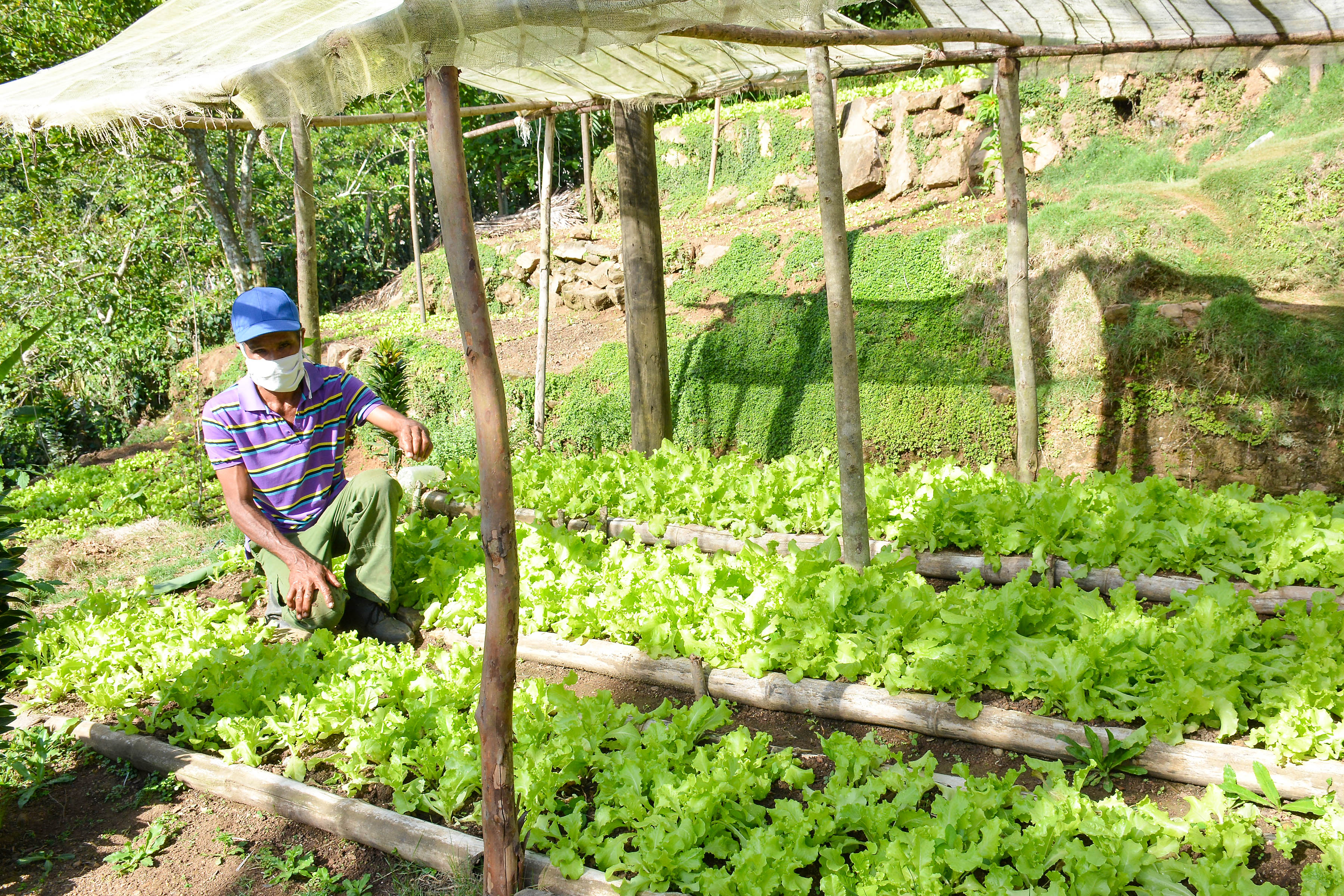 Al rescate de la producción en patios y parcelas Al rescate de la producción en patios y parcelas
