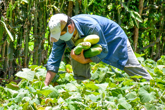 Jardín productivo en Guisa Jardín productivo en Guisa