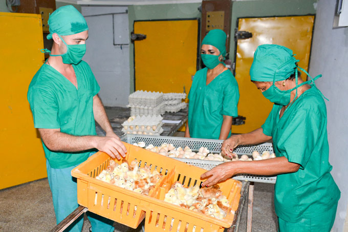 Recuperan capacidades productivas avícolas Recuperan capacidades productivas avícolas