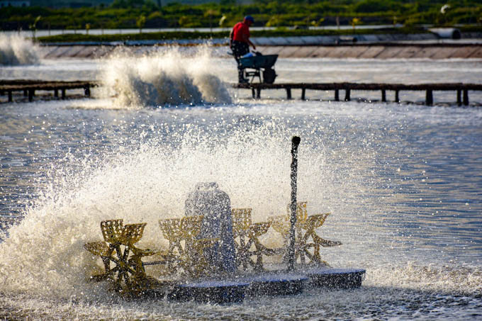 Calisur va por más…camarones Calisur va por más…camarones