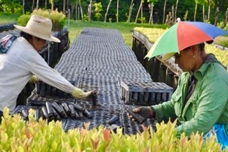 Presidente de Cuba felicita a trabajadores forestales Presidente de Cuba felicita a trabajadores forestales