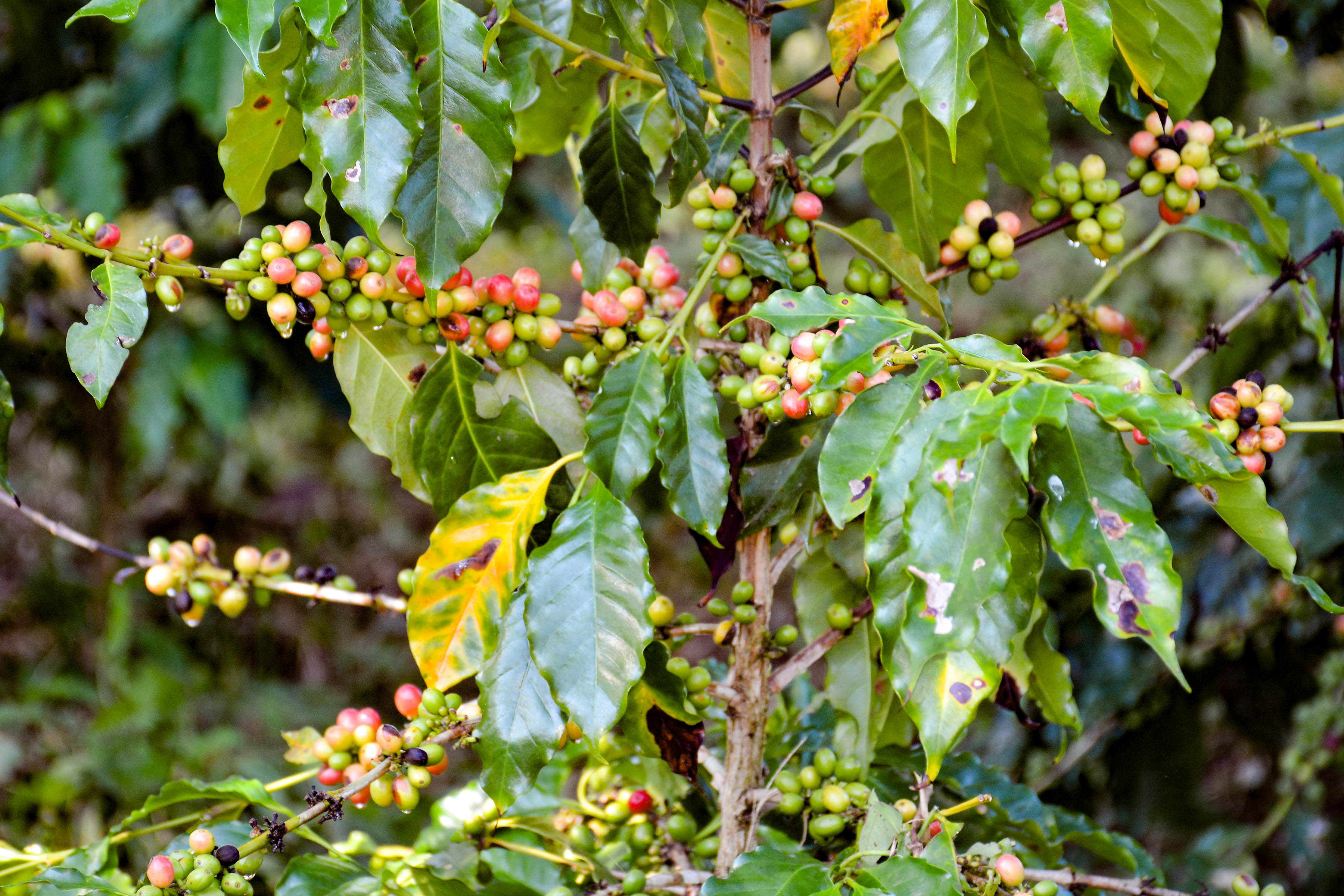 Pronostican que será superior cosecha cafetalera en Granma Pronostican que será superior cosecha cafetalera en Granma