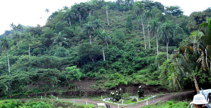 Creció área boscosa en Granma