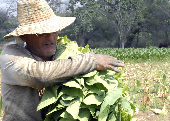 Granma por  incrementar rendimientos en producción tabacalera