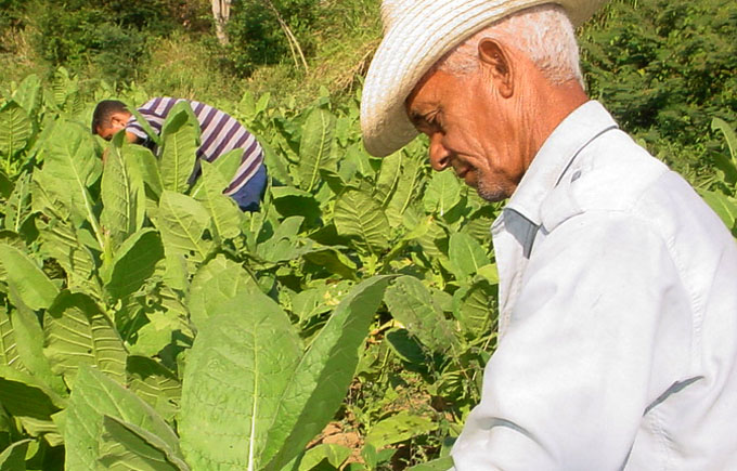 Comenzó  campaña tabacalera 2015-2016 en Granma, Cuba