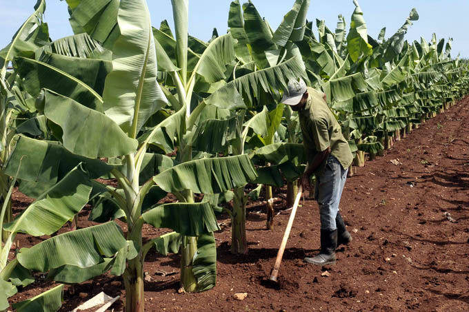 Producir más, tarea pendiente y prioritaria para sector agropecuario manzanillero (resumen 2015)