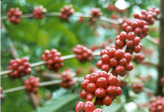 El rincón  del  mejor café