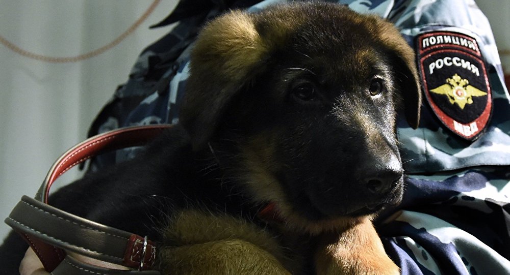 El perro policía ruso Dobrinia llega a Francia El perro policía ruso Dobrinia llega a Francia