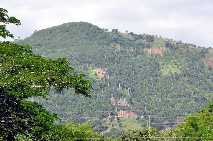 Destaca importancia del árbol y la reforestación Destaca importancia del árbol y la reforestación