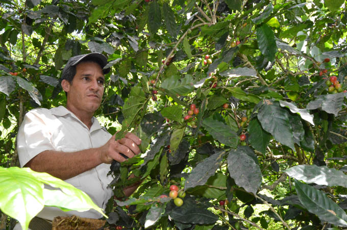 Empresa agroforestal de Buey Arriba la mejor de Granma