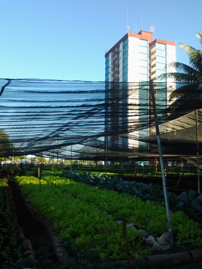 Busca la Agricultura Urbana y Suburbana desarrollo local y reducción de precios Busca la Agricultura Urbana y Suburbana desarrollo local y reducción de precios