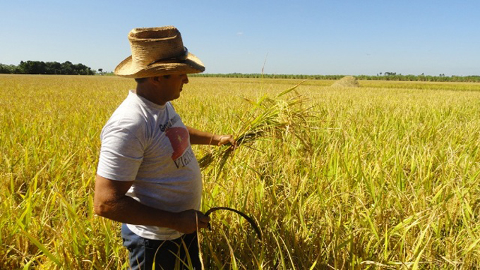 Promueve Cuba en Vietnam oferta de negocios en sector agropecuario Promueve Cuba en Vietnam oferta de negocios en sector agropecuario