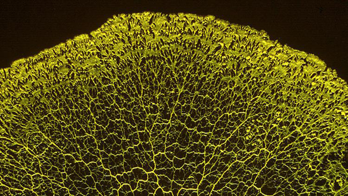 La vida inteligente existía antes de que apareciera el primer cerebro La vida inteligente existía antes de que apareciera el primer cerebro
