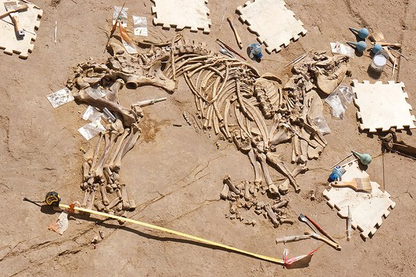 Hallan en España los restos fósiles completos de un tapir de 3 millones de años (Fotos) Hallan en España los restos fósiles completos de un tapir de 3 millones de años (Fotos)