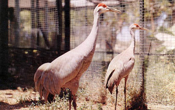 Desarrollan acciones para preservar la grulla cubana Desarrollan acciones para preservar la grulla cubana