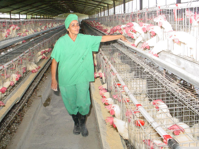 Crece producción avícola en Cuba Crece producción avícola en Cuba