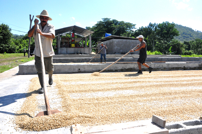 Intensifican preparativos para cosecha cafetalera 2016-2017