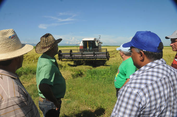 Granma trabaja por eficiencia agroindustrial en el arroz Granma trabaja por eficiencia agroindustrial en el arroz