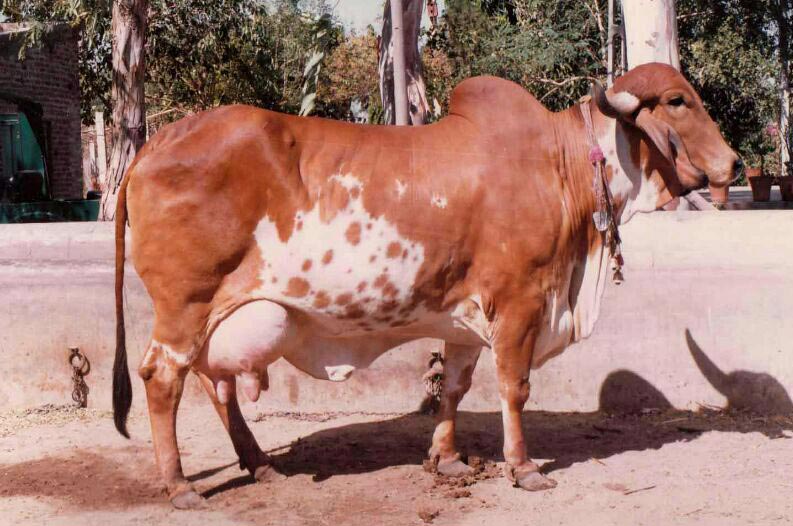 Hallan oro en la orina de las vacas en la India Hallan oro en la orina de las vacas en la India