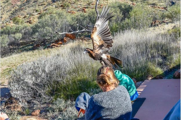 Un águila trata de llevarse a un niño en un parque de Australia Un águila trata de llevarse a un niño en un parque de Australia