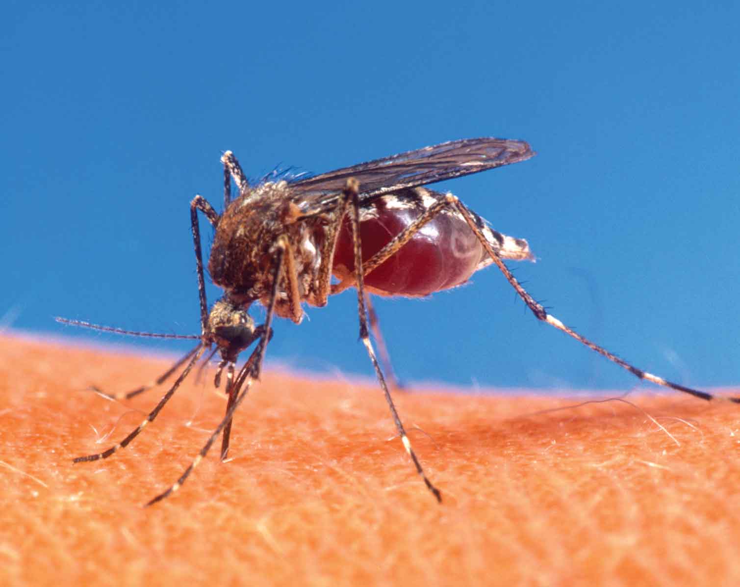 Hallan virus del Zika en segunda especie de mosquito Hallan virus del Zika en segunda especie de mosquito