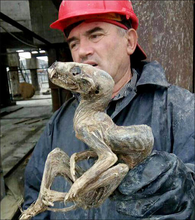 ¿Bestia prehistórica o especie desconocida? Hallan un extraño ser momificado en una mina siberiana ¿Bestia prehistórica o especie desconocida? Hallan un extraño ser momificado en una mina siberiana