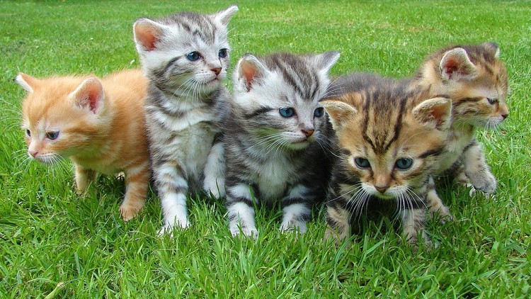 ¿La diferencia entre un gato y una gata?: Científicos alemanes realizan un asombroso descubrimiento ¿La diferencia entre un gato y una gata?: Científicos alemanes realizan un asombroso descubrimiento