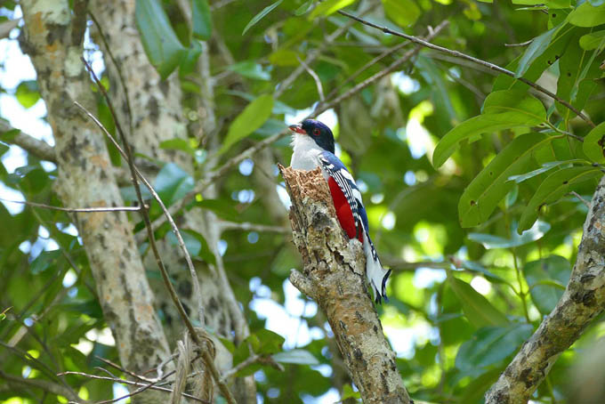 Cuba y Alemania exploran áreas de cooperación medioambiental Cuba y Alemania exploran áreas de cooperación medioambiental