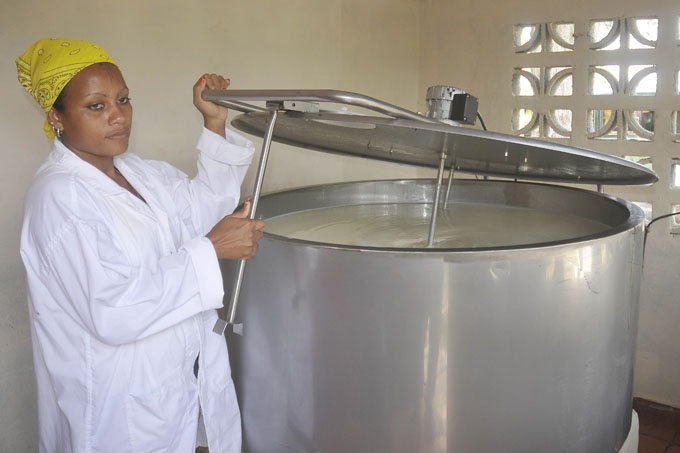 Continúa creciendo producción de leche de vaca en Granma